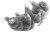 Tardegrade aka Water Bear