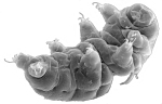 Tardegrade aka Water Bear